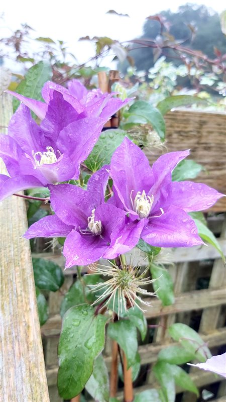Clematis boulevard Olympia picture 2