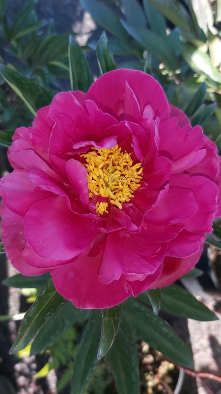 Paeonia (LD) 'Karl Rosenfield' picture 2