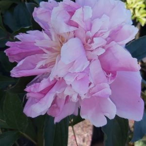 Paeonia (LD)  'Bouquet Perfect'