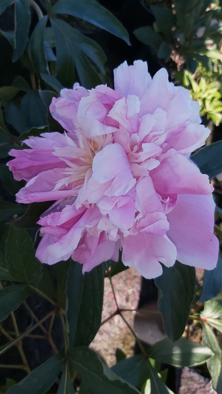 Paeonia (LD)  'Bouquet Perfect'