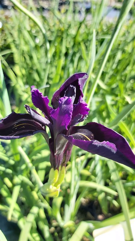 Iris chrysog. 'Black Form' picture 2