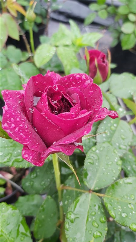 Rosa (H) Darcey Bussell picture 4