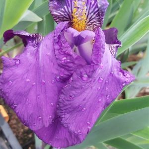 Iris chrysog. 'Black Form'