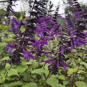 Salvia verticillata Purple Rain