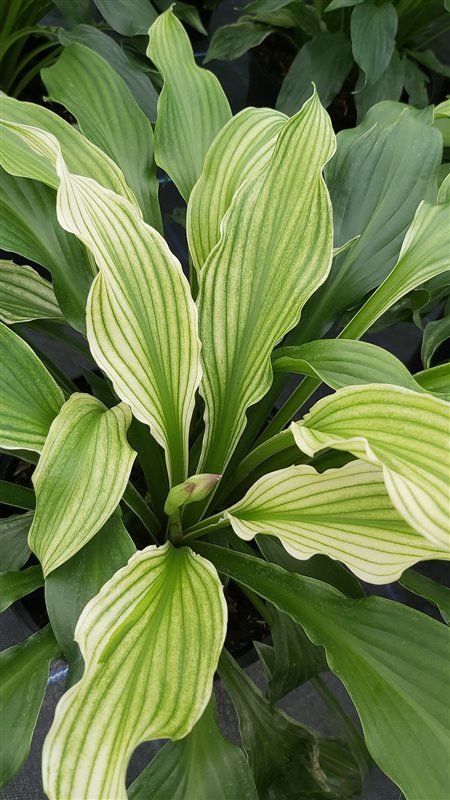 Hosta White Feather picture 4