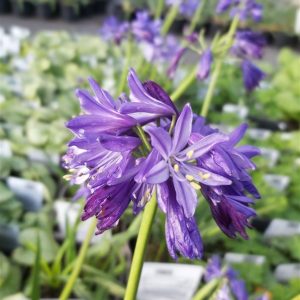 Agapanthus African Queen