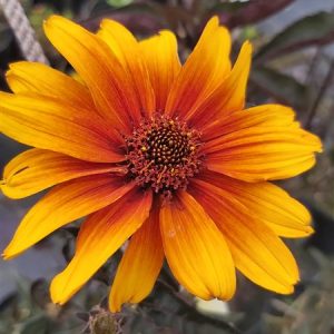 Heliopsis h. Burning Hearts