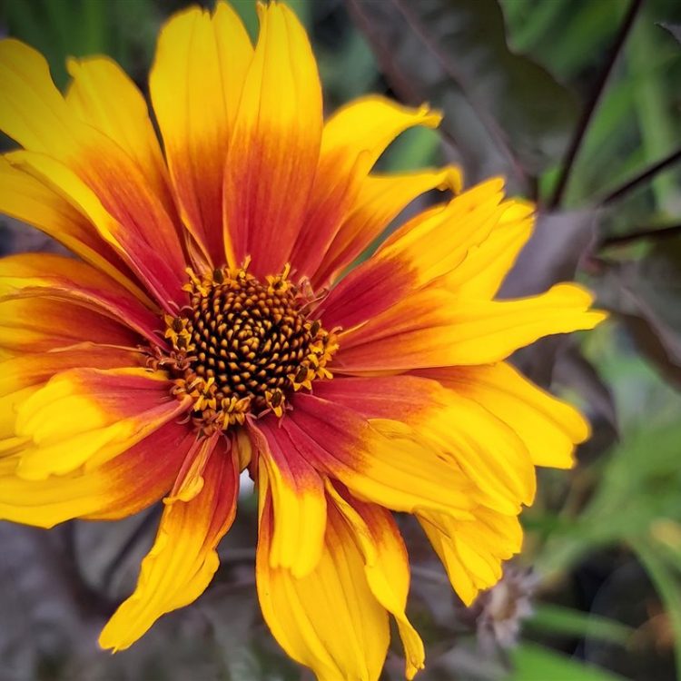 Heliopsis h. Burning Hearts picture 2