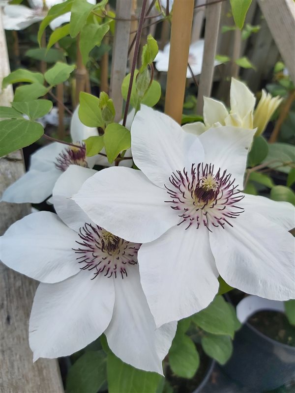 Clematis boulevard Ninon picture 2