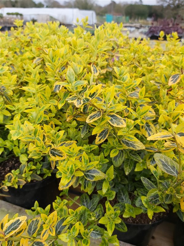 Euonymus fort. 'Emerald 'n' Gold' picture 3