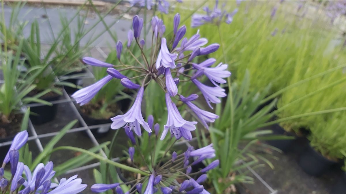 Agapanthus 'Dr Brouwer'