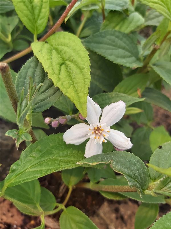 Deutzia hybrida 'Mont Rose' picture 3