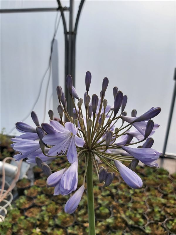 Agapanthus 'Sunfield' picture 2