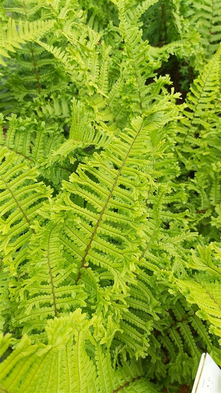 Dryopteris f.-m. 'The King' picture 3