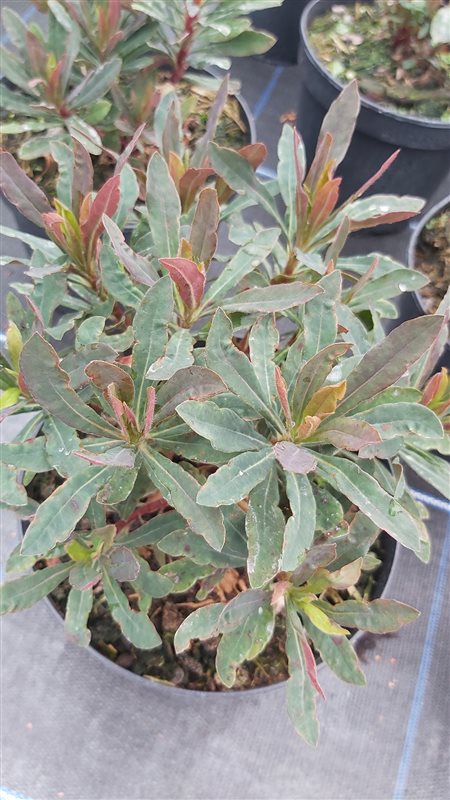 Euphorbia amygdal. 'Purpurea' picture 3