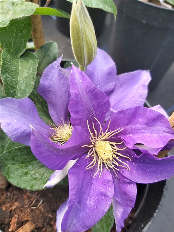 Clematis boulevard Olympia picture 4