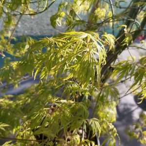 Acer pal. 'Dissectum Flavescens'