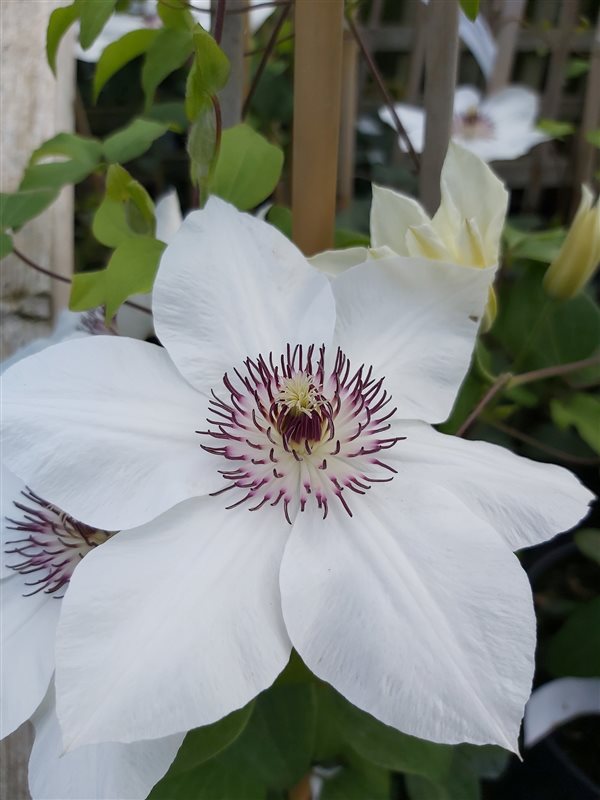 Clematis boulevard Ninon picture 3
