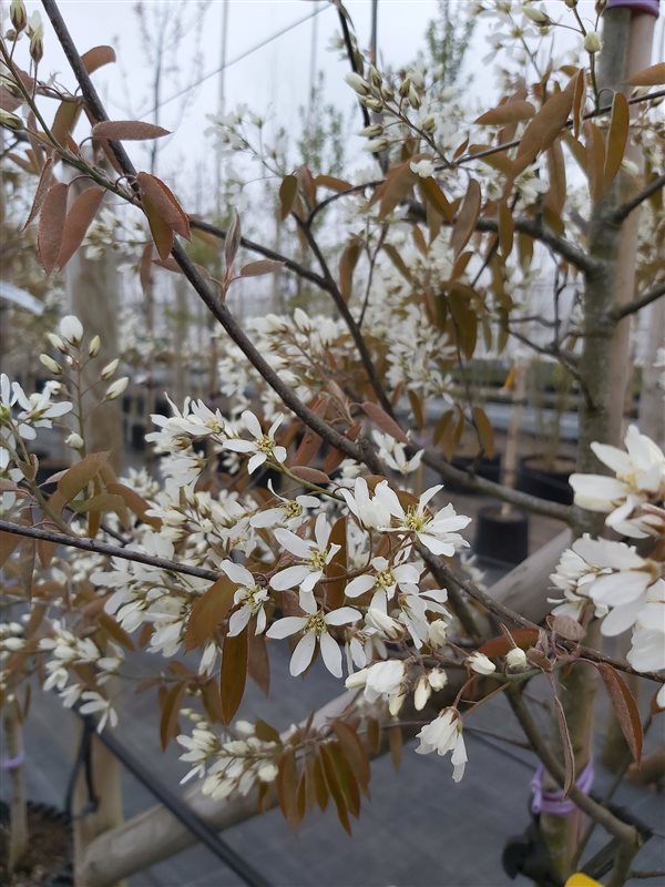 Amelanchier canadensis* picture 2