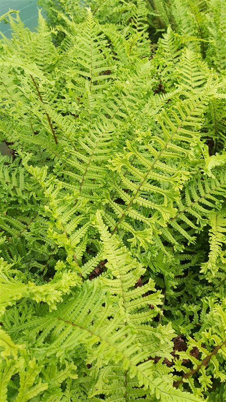 Dryopteris f.-m. 'The King' picture 2