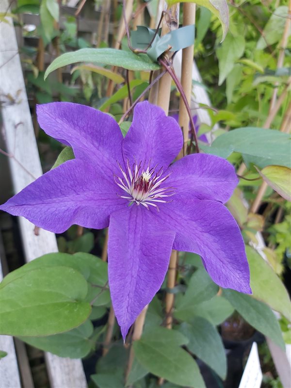 Clematis 'The President' picture 2