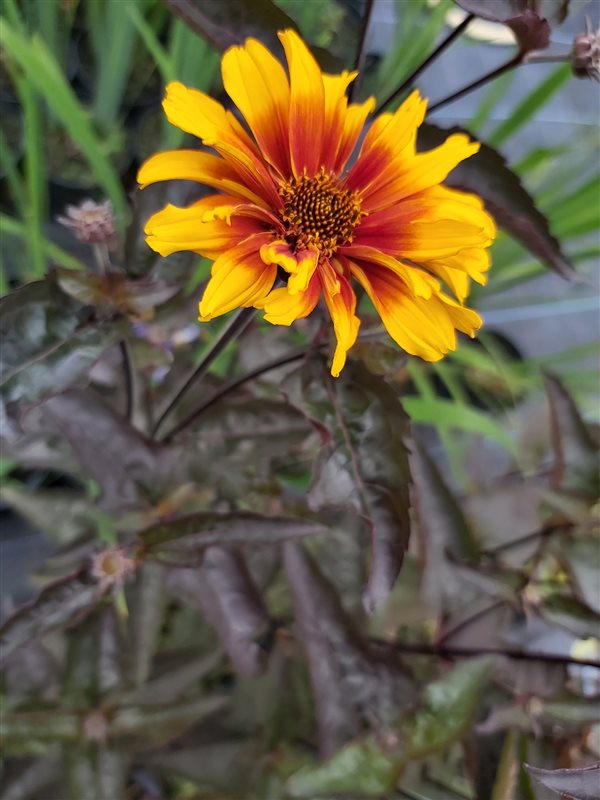 Heliopsis h. Burning Hearts picture 3