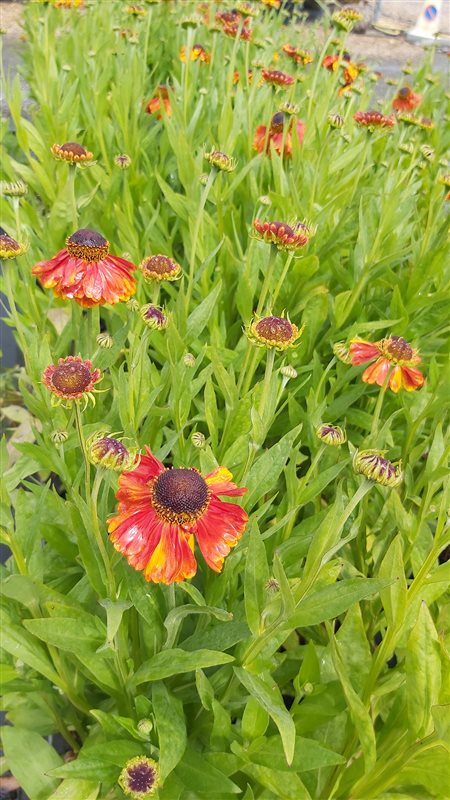 Helenium 'Sahin's Early Flowerer' picture 3