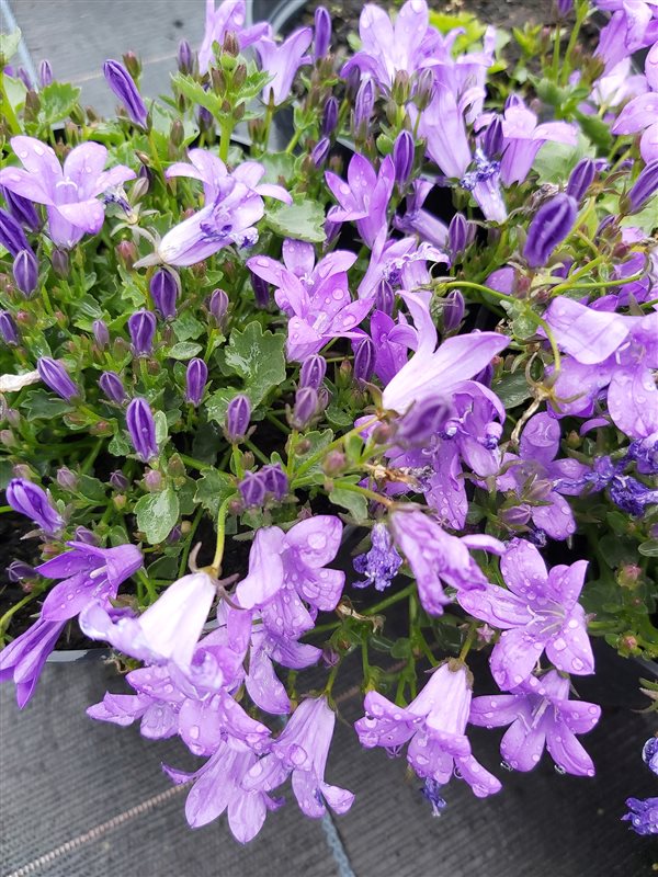 Campanula port. 'Resholt Variety' picture 2