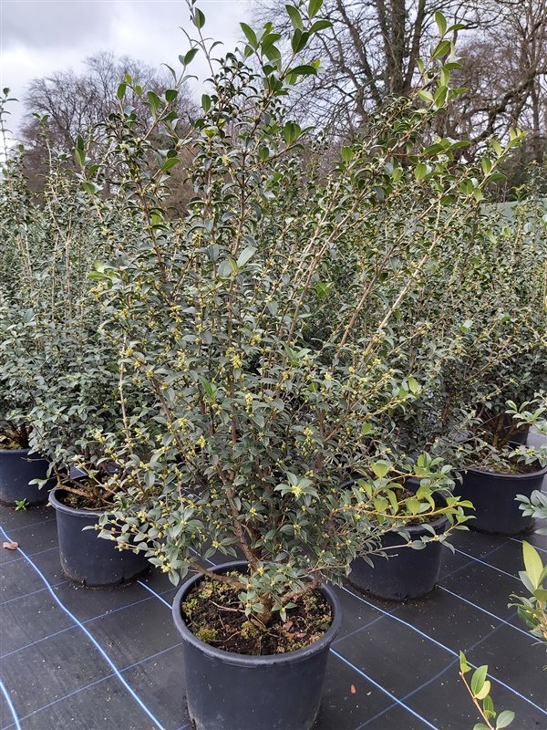 Osmanthus x burkwoodii picture 4