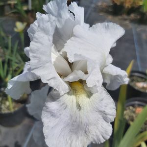 Iris 'Gerald Darby'