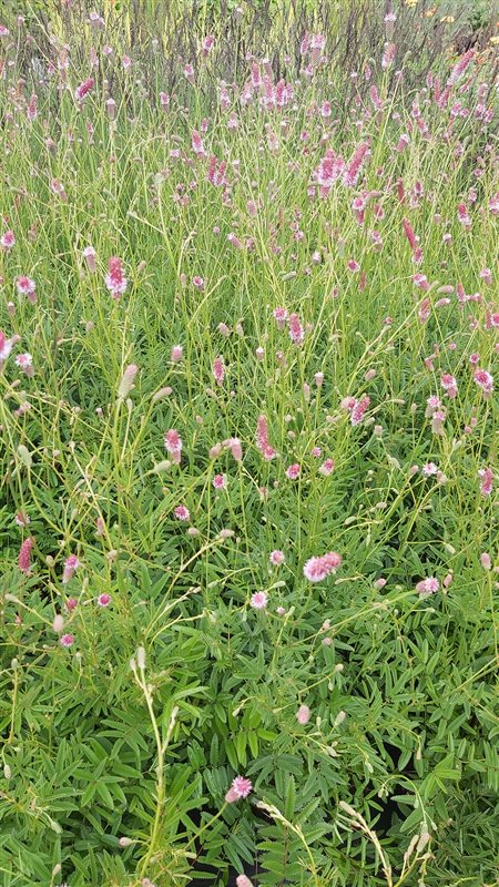 Sanguisorba offic. 'Pink Tanna' picture 2