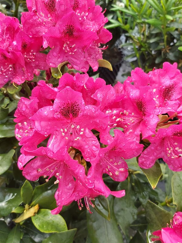 Rhododendron 'Nova Zembla' picture 3