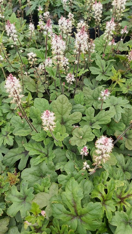 Tiarella Iron Butterfly picture 2