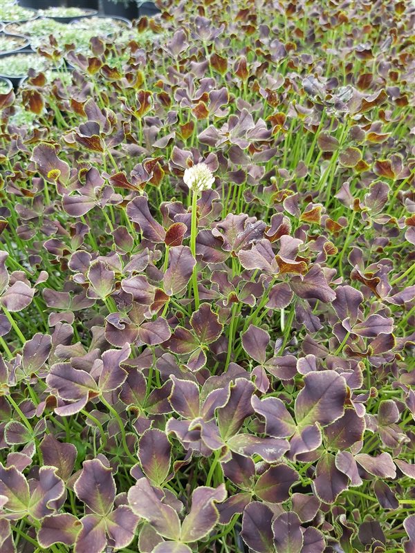 Trifolium Angel Clover 'Onyx'