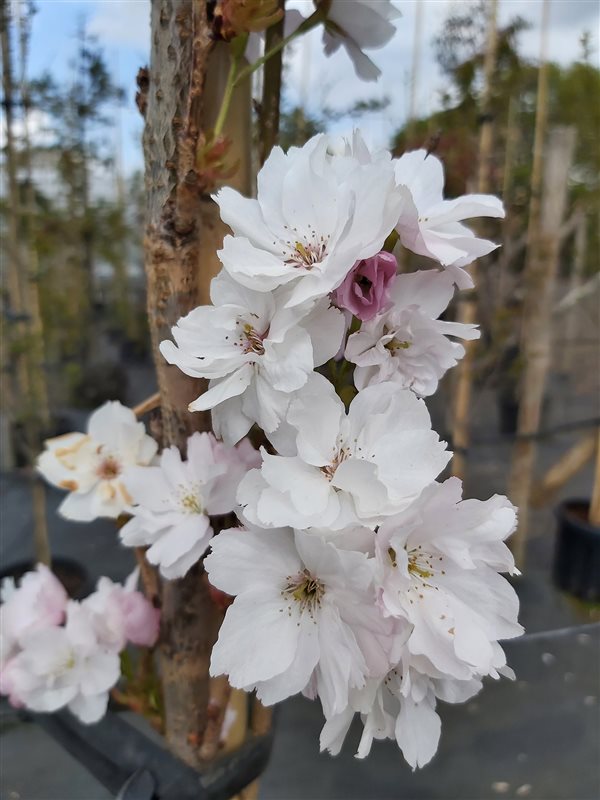 Prunus serr. 'Amanogawa' picture 5