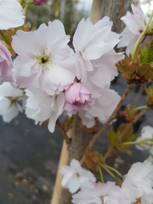 Prunus serr. 'Amanogawa' picture 4