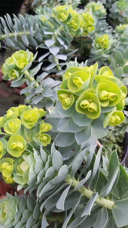Euphorbia myrsinites picture 3