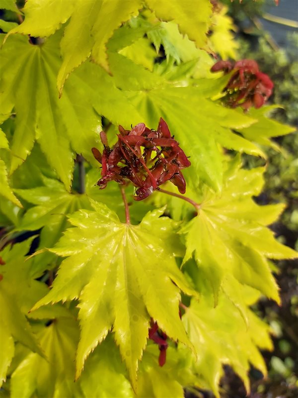 Acer shirasawanum 'Aureum' picture 3