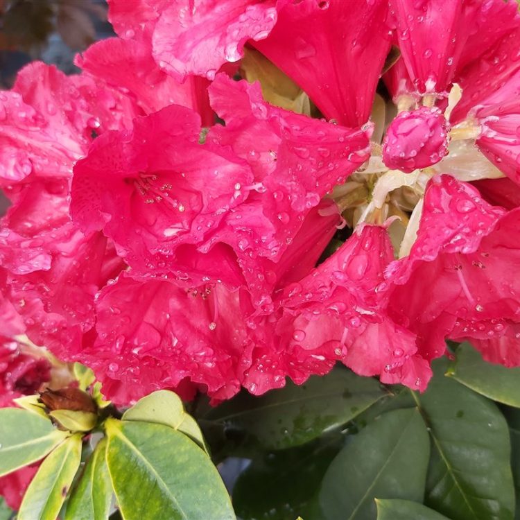 Rhododendron 'Red Jack' picture 3