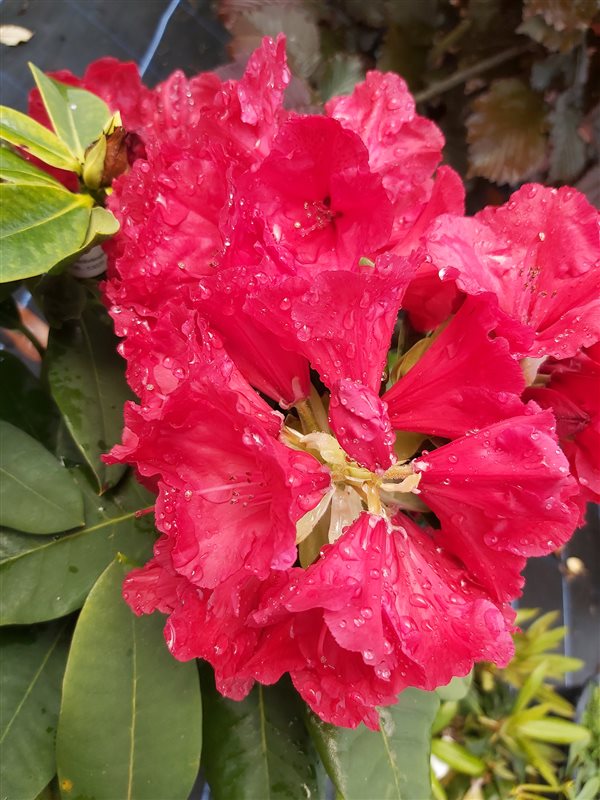 Rhododendron 'Red Jack' picture 2