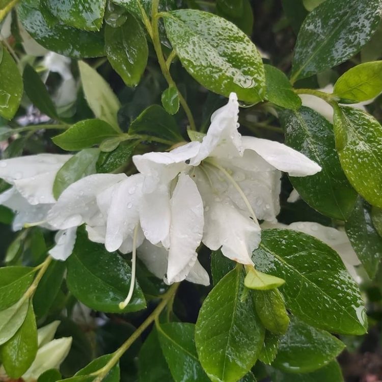 Rhododendron (AJ) 'Dorothy Haiden' picture 2