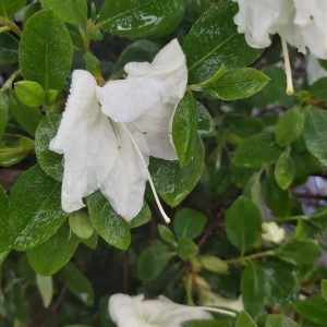 Rhododendron (AJ) 'Dorothy Haiden'