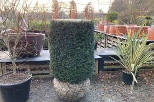 taxus cylinder